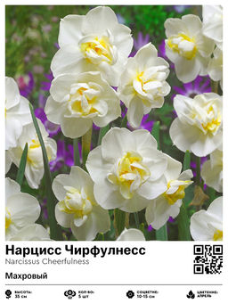 Нарцисс Cheerfulness (Махровый) - Голландские луковицы фото 2