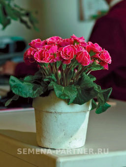 Примула F1 махровая Тет-А-Тет Французский Шарм - Партнер фото 2