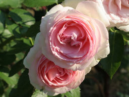 Роза Пьер де Ронсар - Долина роз фото 2