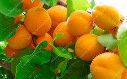 95bcb4584603a5cd112bf33f78c9dba8ecuw7rwhqm03rrmgp