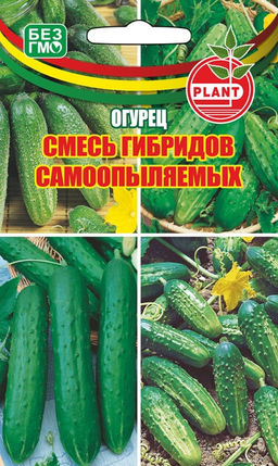 Специальный набор лучших гибридов огурца ДЛЯ ОТКРЫТОГО ГРУНТА И ПАРНИКОВ Руки устанут вёдра с урожаем носить! - Уральский дачник фото 3