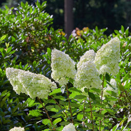 Гортензия метельчатая Polar Bear (Полар Бир) - Голландские луковицы фото 3