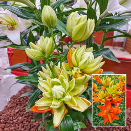 Лилия Hulk (Азиатский гибрид, махровый) - Голландские луковицы фото 3