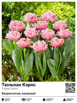 Тюльпан Кэрнс (Бахромчатый, махровый)
