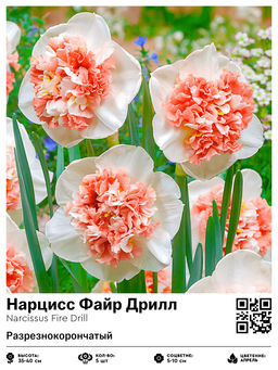 Нарцисс Файр Дрилл (Разрезнокорончатый)