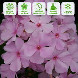 Флокс метельчатый Пинки Хилл