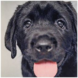 НАВОЛОЧКА 35*35 СМ, 100% П/Э, ТКАНЬ, ПЕЧАТЬ - Lefard фото 2