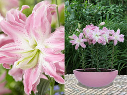 Лилия Лотус Элеганс - Долина роз фото 2