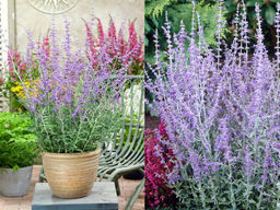 Перовския Голубой Шпиль