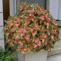 Колеус Визард Коралловый восход горшок Р9