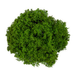 Blumentag BMSP-45 Мох королевский ягель стабилизированный окрашенный 45 г  5 г №01 салатовый