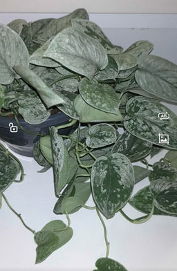 Сциндапсус Пиктус (серебристый, блестящий)