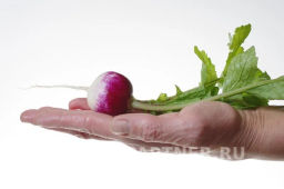 Редис Марго - Партнер фото 5