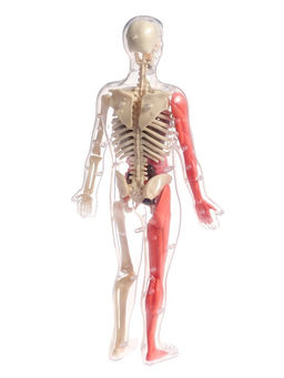 Набор для опытов по анатомии Строение тела, светится в темноте, с мягкими органами - Эврики фото 12