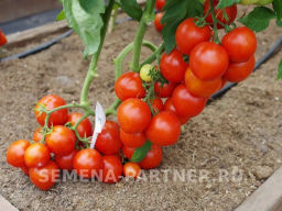 Томат Куртизанка - Партнер фото 5