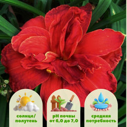 Лилейник Дабл Файркрэкер