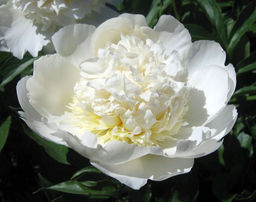 ПИОН Чарлз Уайт Разбор 2/3 n Кол-во упак., шт 1