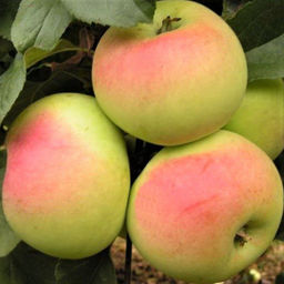 Яблоня Исетское позднее (саженец с этикеткой) 1шт