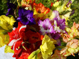 Гладиолусы Марокканские огни (микс 10 шт)