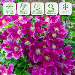 Клематис Ханиа