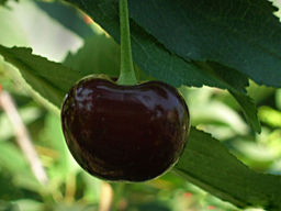 Вишня Балатон