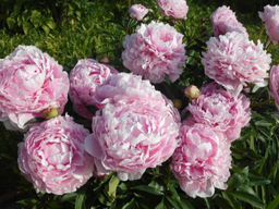 Пион Sarah Bernhardt (Сара Бернар) - Долина роз фото 5