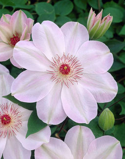 КЛЕМАТИС Доун Разбор I Кол-во упак., шт 2