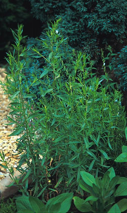 Эстрагон (тархун) ЗЕЛЁНЫЙ ДОЛ Морозостойкий! Незаменимая приправа! Улучшает пищеварение! Можно выращивать дома!