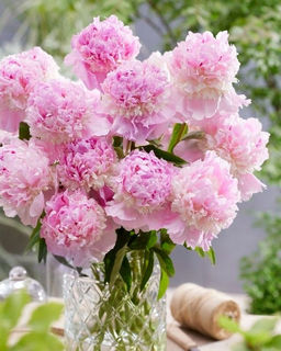 Пион Sorbet - Голландские луковицы фото 3