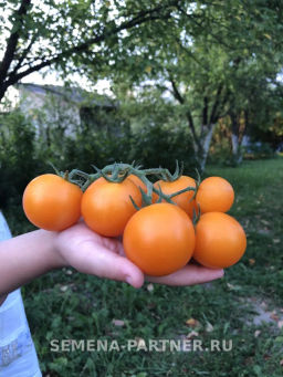 Томат Черри Златояр - Партнер фото 3