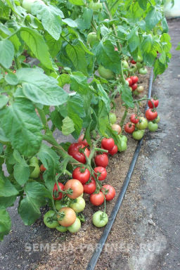 Томат Папина Дочка - Партнер фото 6