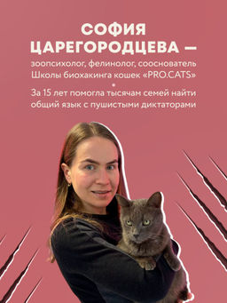 Кошачий закон и порядок. Как найти общий язык с кошкой и не стать жертвой ее капризов