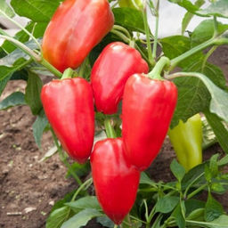 5157D Перец сладкий Байкал F1 5шт