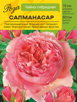 Роза Салманасар (Чайно-гибридная) С ЦВ.НАКЛЕЙКОЙ 1шт
