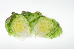 Салат кочанный Розмари - Партнер фото 7