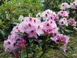 Рододендрон Lugano (Лугано)