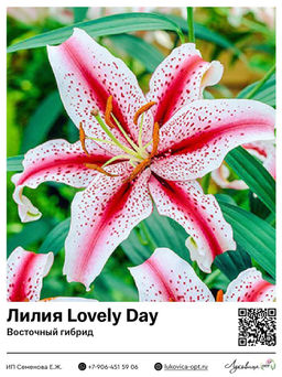 Лилия Lovely Day (Восточный ориентальный гибрид)