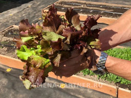 Салат листовой Роселла - Партнер фото 4