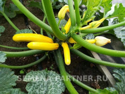 Кабачок Желтоплодный - Партнер фото 2