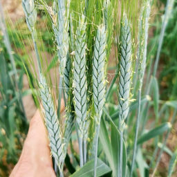 Пшеница Полбяная Маха - Triticum Macha - Дом помидоров фото 2