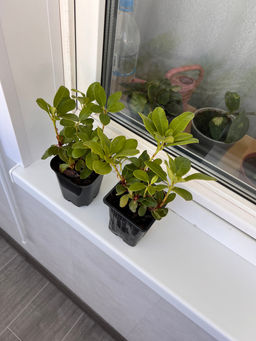 Рододендрон Баден-Баден