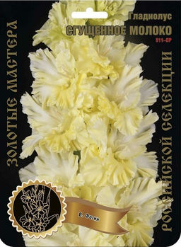 Гладиолус Сгущенное Молоко 513,Фотин 1 р-р 7шт (Ф)