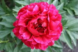 Пион молочноцветковый Генри Бокстос (С3) - Саженцы Поиск фото 2