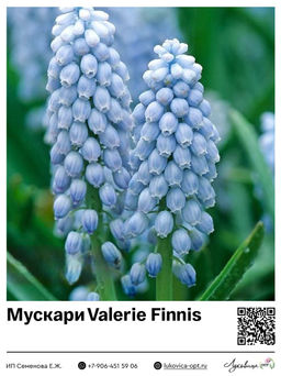 Мускари Valerie Finnis