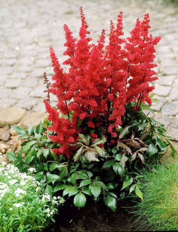 АСТИЛЬБА Этна Разбор 2/3 n Кол-во упак., шт 1