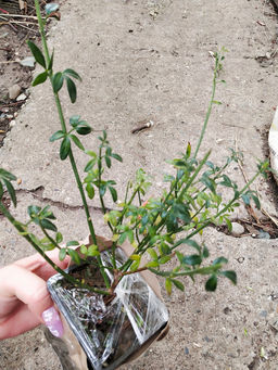 Жасмин голоцветковый