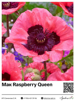 Мак Raspberry Queen