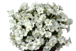 Петуния МиМи Лучиана каскадная белая - Партнер фото 3