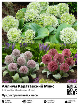 Аллиум Каратавский Микс (Лук декоративный, смесь)