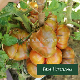 Гном Металлика - Tomatia фото 3